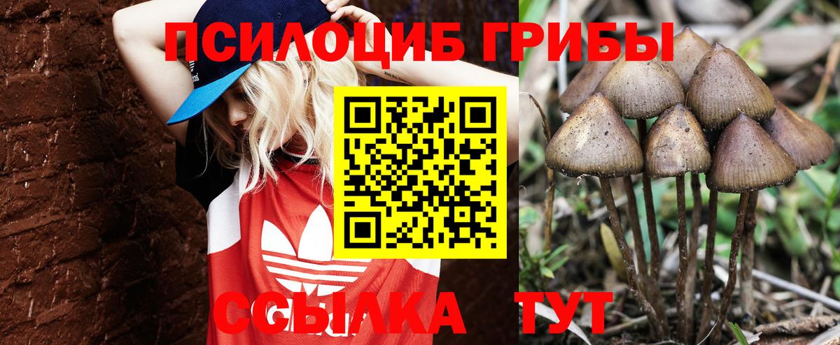 Геленджик  Псилоцибиновые грибы Psilocybine cubensis  Вход с VPN 